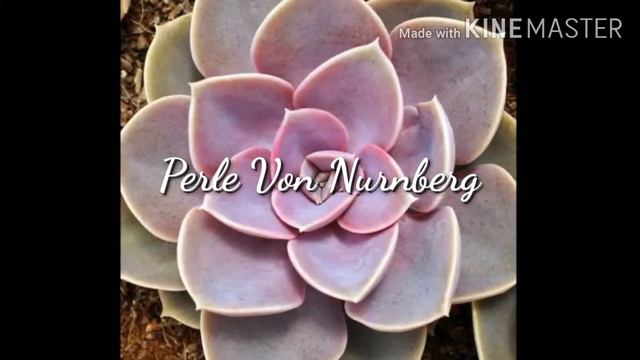 BEST PINK INDOOR PLANTS | PRETTY PINK HOUSEPLANTS 2020 смотреть онлайн