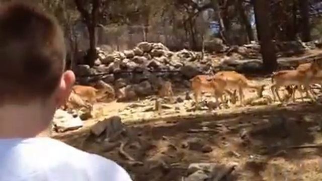 В сафари-парке в Торревьехе смотреть онлайн