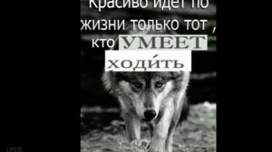 цитаты волка , ауф .  волк цитаты