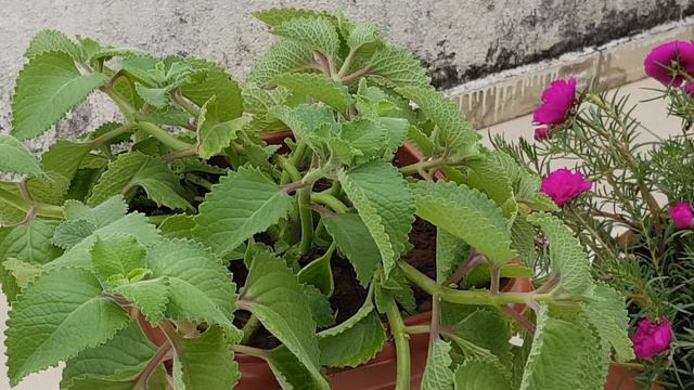 Malva! смотреть онлайн