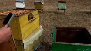 Разведение пчёл. Исправление безматочной семьи ранней весной