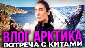 Влог Арктика | Встреча с китами