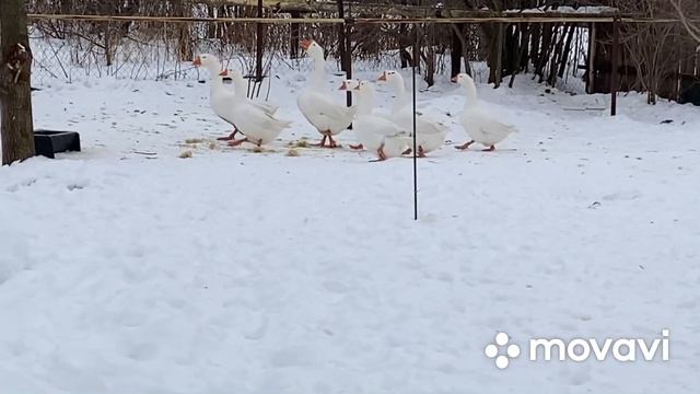 Применение пророщенного зерна для Гусей/ Гидропоника или пророщенное зерно до малых ростков