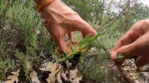 Boletus aereus y amanita caesarea en pleno mes de junio 2023