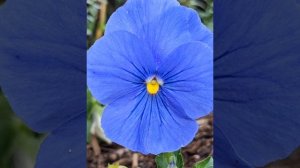 Мантра Аум - для активации шестой чакры Аджна. Activation of the sixth chakra Ajna