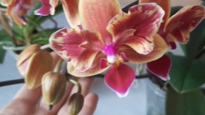 Мои огненные орхидеи-бабочки: Phal. Golden Sand и Phal. Sogo Yellowtris