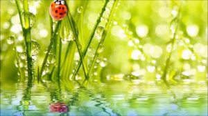 ЛЮБИ СЕБЯ [Ошо, озв. Никошо]