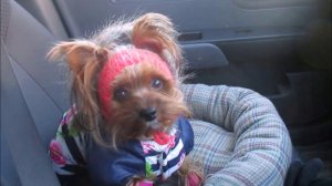 2019г декабря. ЖИЗНЬ В ГЛУБИНКЕ. КАК ЗАВЕСТИ МАШИНУ. ПОЕХАЛИ К РОДИТЕЛЯМ. ЖИЗНЬ АБОРИГЕНКИ. №7