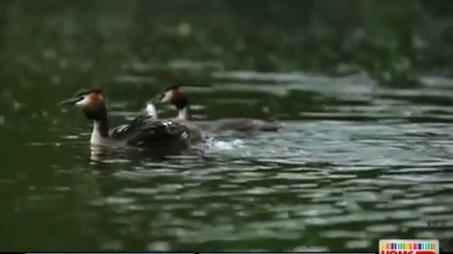 HomeShop18.com - Kodak Easyshare Z5010 - 14MP Digital Camera смотреть онлайн