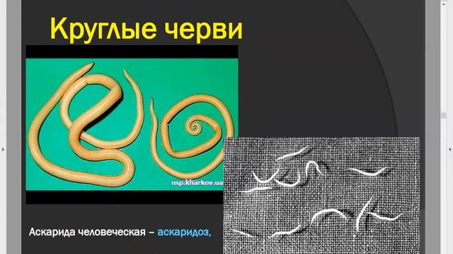 ЗООЛОГИЯ: КРУГЛЫЕ ЧЕРВИ