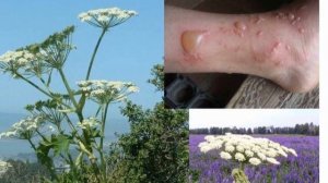 Опасные инвазивные растения - Борщевик Сосновского