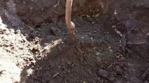 Посадка саженца абрикосы осенью