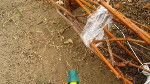 Как подготовить виноград в парнике к зимовке. Обработка и укрытие.