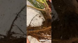 Распаковка роз от Бригада роз