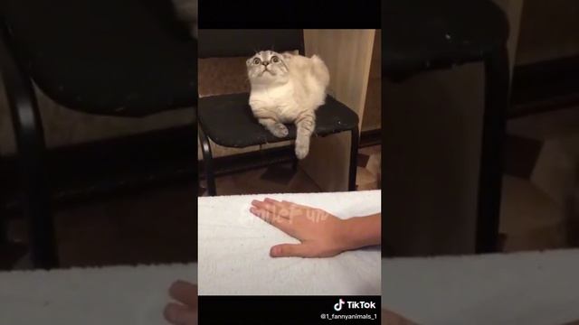 Ржачные приколы. Домашние животные. смех до слез. 41 часть