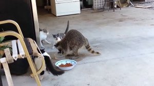 #ТОП 5 Лучшие видео с енотами. #Енот всех достает.