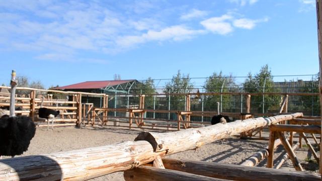 Страусы жгут прикольное видео смотреть онлайн