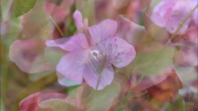 Alexander & Antonina Taskaev_Bossa nova/ День доброты (песня Вени Дркина) смотреть онлайн