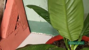 003 Philodendron Campii Lynette