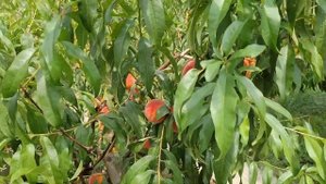 Персик Киевский ранний.