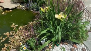 ?Лилейник гибридный АРКТИК СНОУ. ?Обзор. Hemerocallis ‘ARCTIC SNOW’
