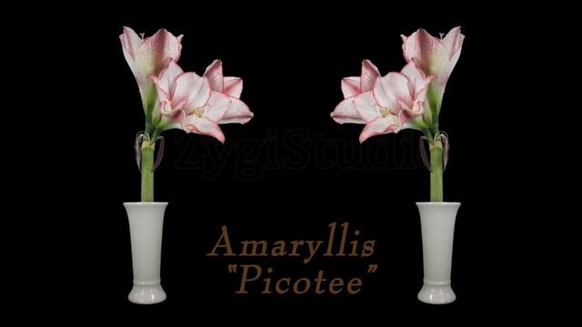 Time-lapse of Opening Amaryllis "Picotee" Flowers смотреть онлайн