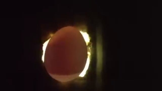 Яйцо кореллы, 12й день смотреть онлайн