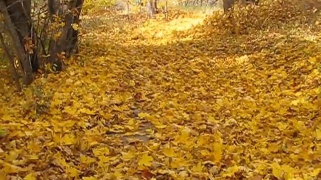 golden carpet смотреть онлайн
