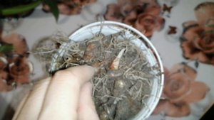 Мои комнатные цветы. Обзор моих луковичных растений.