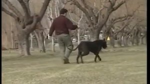 Немецкий дог. Лучшие породы собак.