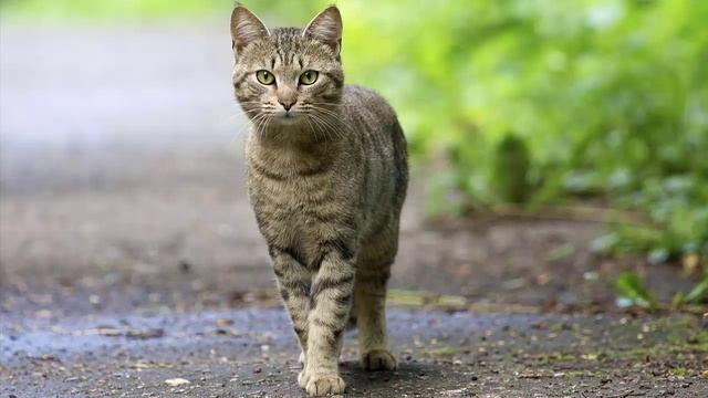 Кот Тимофей и таинственное возвращение