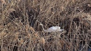 Лебеди, утки и яйца в гнезде