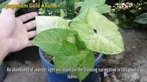 Syngonium Gold Allusion - A Perfect and Lucky Feng Shui Houseplant in 2023