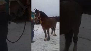 Кобыла Владимирский тяжеловоз