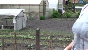 Очень плотная посадка помидор. Любимова Елена