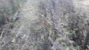 Спец покос 20 соток тяжёлого бурьяна.