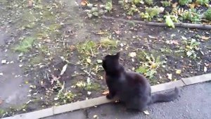 Дворовые коты метят территорию / Yard cats mark territory.