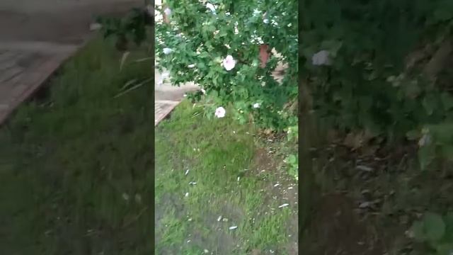Бабочка Колибри (бражник)