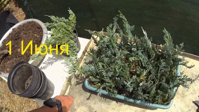 Разведение горизонтального можжевельника - БЛЮ ЧИП, (Blue Chip) - весь процесс "ОТ и ДО". смотреть онлайн