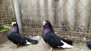 Курский Турман 2020