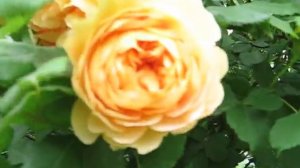 Цветение английской  розы   Golden Celebration на арке 2015 #розыдэвидаостина,