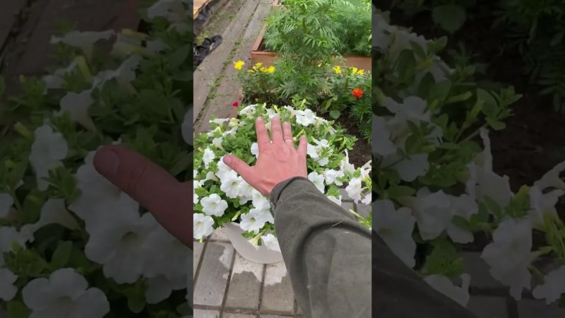 Очевидная причина пересадки петуний