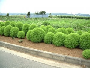 Кохия китайская - руководство по выращиванию