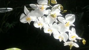 Phalaenopsis amabilis, species orchid