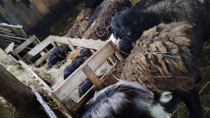 кормушка для овец