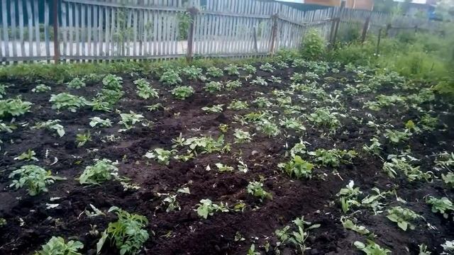 Прополка и первое окучивание.