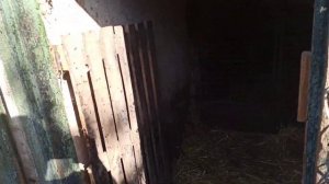 Вес поросят в 5 месяцев. Какой вес набрали поросята без добавок. Свинки на племя. Железо поросятам.