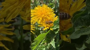 API 2021 a caccia di nettare su dente di leone BEES 2021 looking for nectar on dandelions