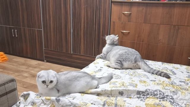 Идеальный папа кот ухаживает и играет с своим котенком дочкой Снежинкой смотреть онлайн