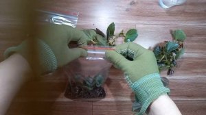 ? Бегония вечноцветущая, как размножить быстро и с 100% результатом. #цветы